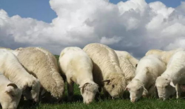 三只羊吃瓜爆料,揭秘娱乐圈最新爆料背后的真相